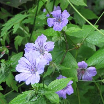 Geranium nodosum - Ooievaarsbek