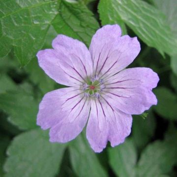 Geranium nodosum Simon - Ooievaarsbek