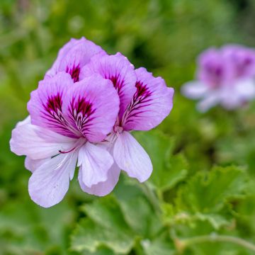 Pelargonium Torento Ginger - Geurgeranium