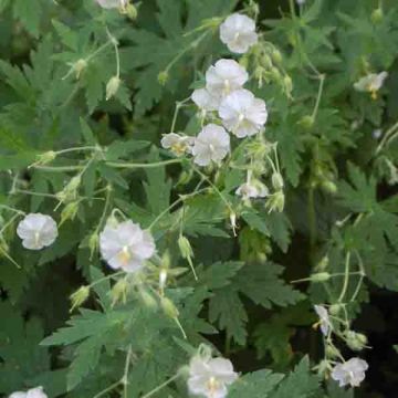 Geranium phaeum Album - Donkere ooievaarsbek