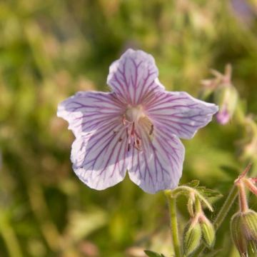 Geranium pratense Ilja - Beemdooievaarsbek