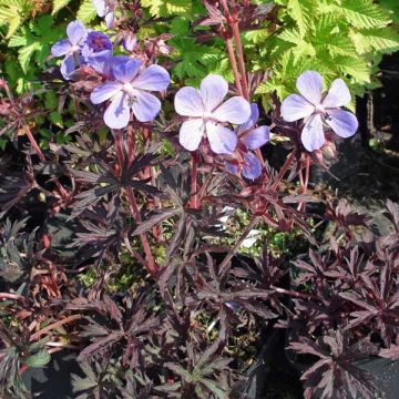 Geranium pratense Midnight Reiter - Beemdooievaarsbek