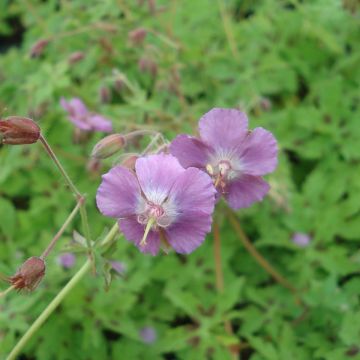 Geranium monacense Claudine Dupont - Ooievaarsbek