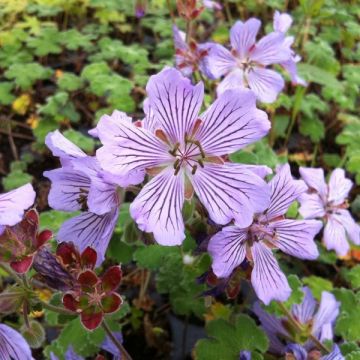 Geranium renardii Tcschelda - Kaukasische ooievaarsbek