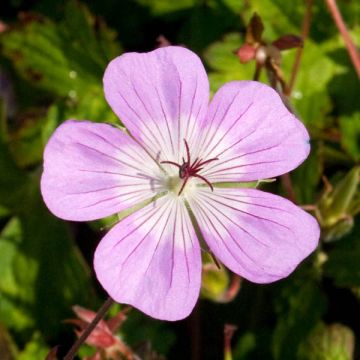 Geranium Silvias Surprise - Ooievaarsbek