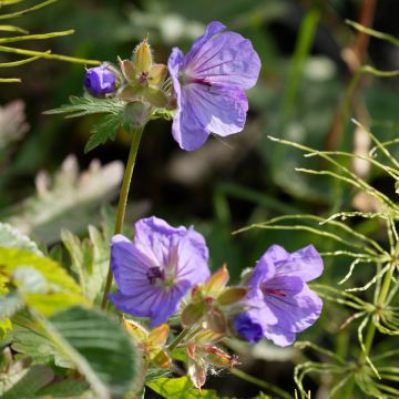 Geranium Alaska - Ooievaarsbek