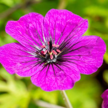 Geranium Anne Thomson - Ooievaarsbek
