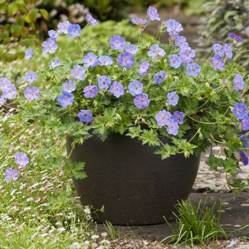 Geranium wallichianum Azure Rush - Ooievaarsbek