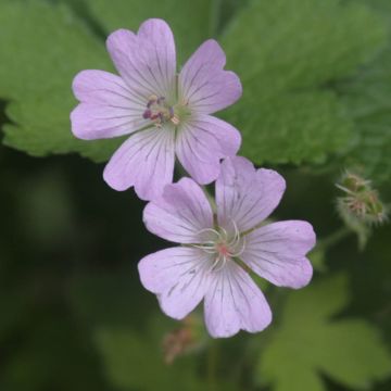 Geranium Chantilly - Ooievaarsbek