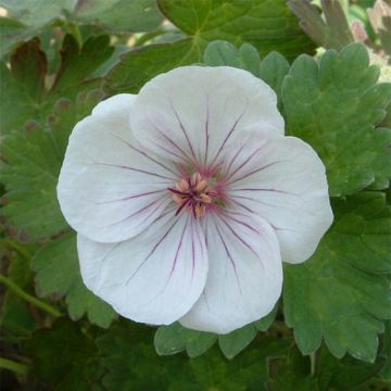 Geranium Coombland White - Ooievaarsbek