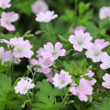 Geranium Dreamland - Ooievaarsbek