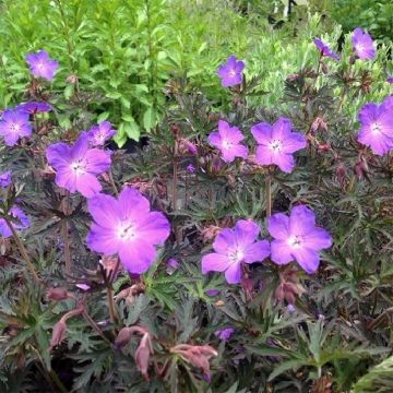 Geranium pratense Femme Fatale - Beemdooievaarsbek