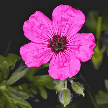 Geranium cinereum Jolly Jewel Purple - Ooievaarsbek