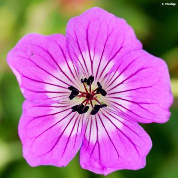 Geranium wallichianum Kelly-Anne - Ooievaarsbek