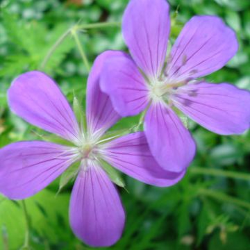 Geranium collinum Nimbus - Ooievaarsbek