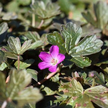 Geranium oxonianum Orkney Cherry - Ooievaarsbek
