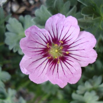 Geranium cinereum Rothbury Gem - Ooievaarsbek