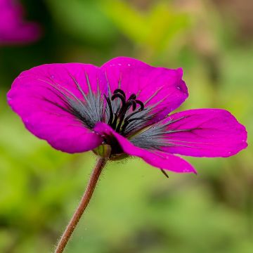 Geranium Sandrine - Ooievaarsbek