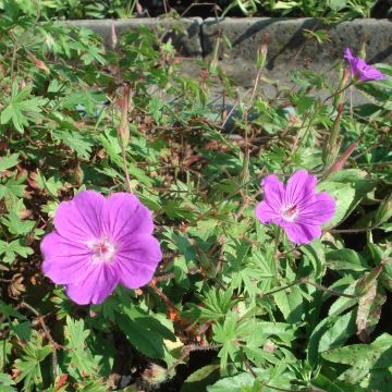 Geranium Tiny Monster