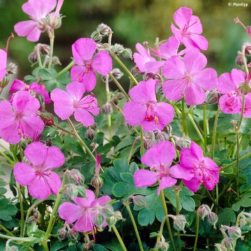 Geranium cantabrigiense Westray - Ooievaarsbek