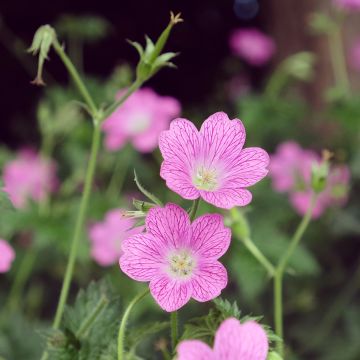 Geranium endressii Wargrave Pink - Ooievaarsbek