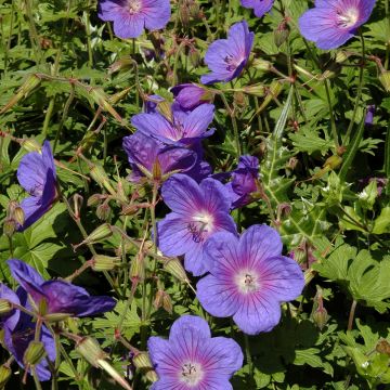 Geranium himalayense Gravetye - Ooievaarsbek
