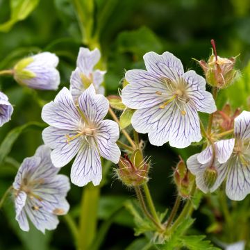 Geranium ibericum White Zigana - Ooievaarsbek