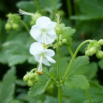 Geranium macrorrhizum White Ness - Rotsooievaarsbek