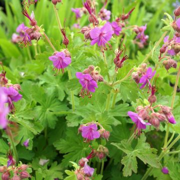 Geranium macrorrhizum Bevan s Variety - Rotsooievaarsbek