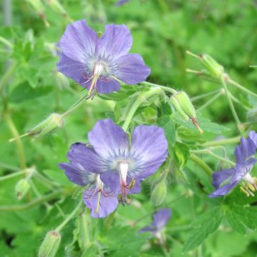 Geranium monacense Anglicum - Ooievaarsbek