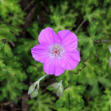 Geranium orientalitibeticum - Ooievaarsbek