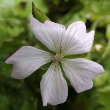 Geranium Ankum's White (zaad)