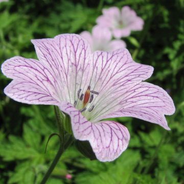 Geranium oxonianum Katherine Adele - Ooievaarsbek