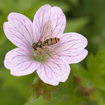Geranium oxonianum Walter 's Gift - Ooievaarsbek