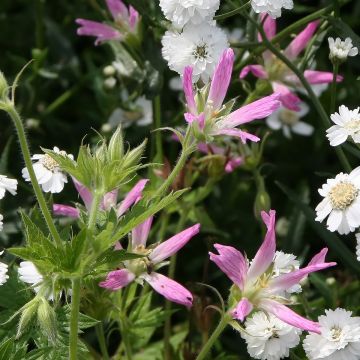 Geranium oxonianum thurstonianum - Dubbele ooievaarsbek