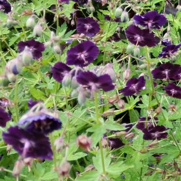 Geranium phaeum Raven - Donkere ooievaarsbek
