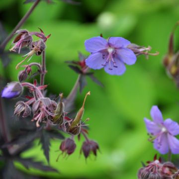 Geranium pratense Dark Reiter - Beemdooievaarsbek