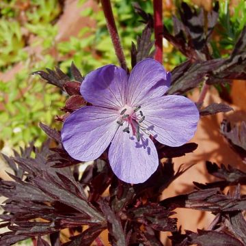 Geranium pratense Hocus Pocus - Beemdooievaarsbek