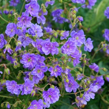 Geranium pratense Plenum Caeruleum - Beemdooievaarsbek