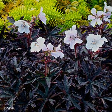 Geranium pratense Purple Ghost - Beemdooievaarsbek