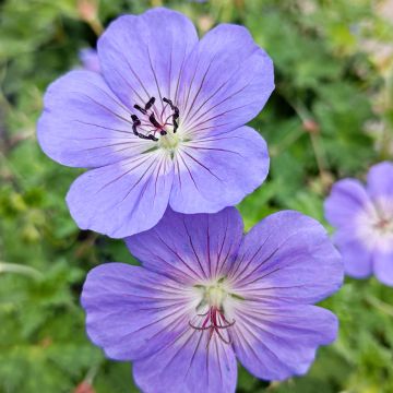 Geranium Rozanne - Ooievaarsbek