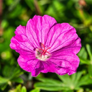 Geranium sanguineum Ankum's Pride - Bloedooievaarsbek