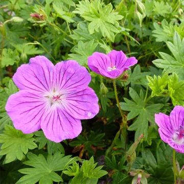 Geranium sanguineum Hannelore - Bloedooievaarsbek