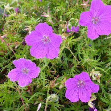 Geranium sanguineum Vision - Bloedooievaarsbek