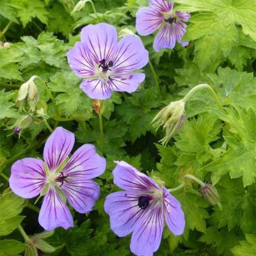 Geranium wallichianum Havana Blues - Ooievaarsbek