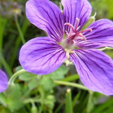Geranium wlassovianum - Ooievaarsbek