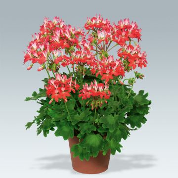 Pelargonium Fireworks Red White - Zonale geranium