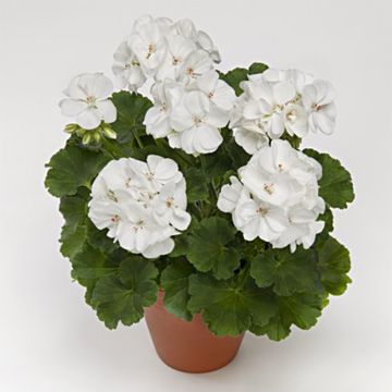 Pelargonium Iceberg - Zonale geranium