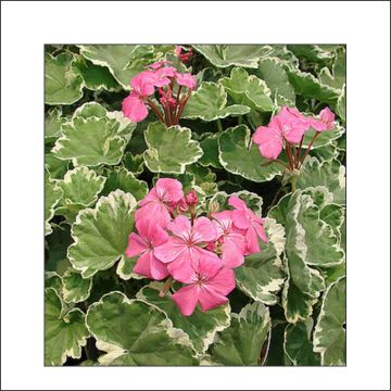 Pelargonium Mme Salleron - Zonale geranium