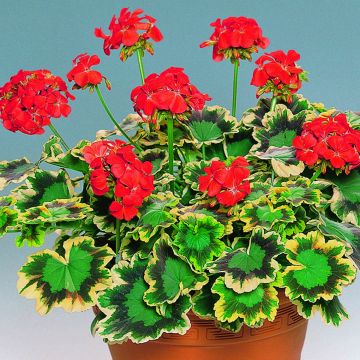 Pelargonium Mrs Pollock - Zonale geranium
